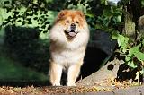 CHOW CHOW 355